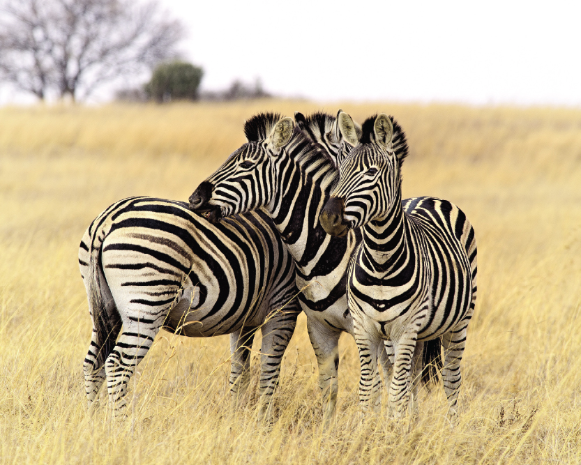 zebra Tarangire